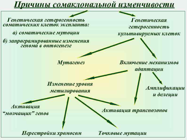 Причины сомаклональной изменчивости Генетическая гетерогенность соматических клеток экспланта: а) соматические мутоции б) запрограмированные изменения