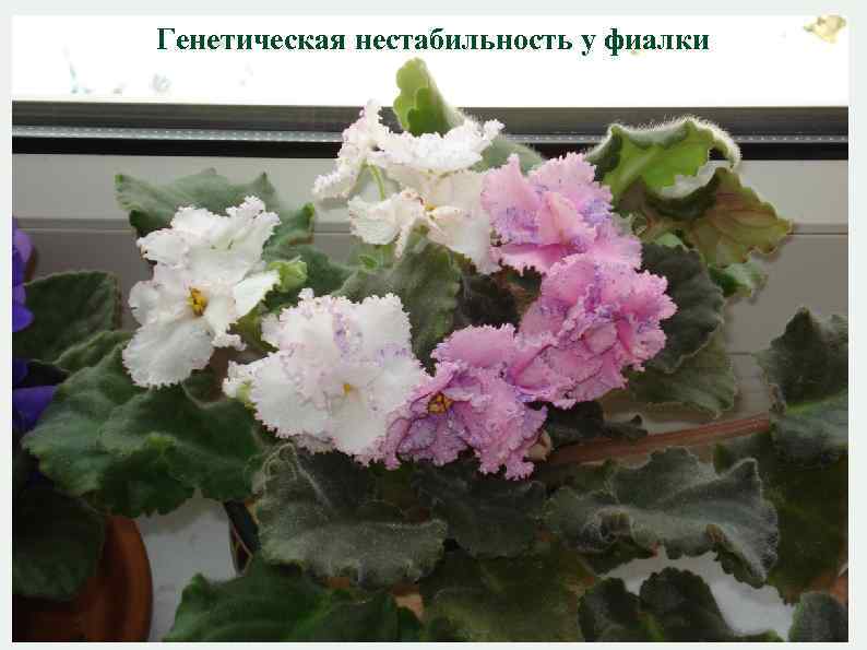 Генетическая нестабильность у фиалки 