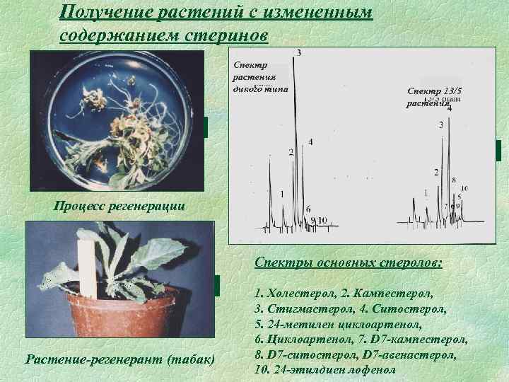 Получение растений с измененным содержанием стеринов Спектр растения дикого типа Спектр 13/5 растения Процесс