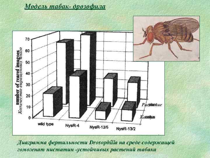 Количество выращенных имаго Модель табак- дрозофила Растение Каллус Диаграмма фертильности Drosophilla на среде содержащей