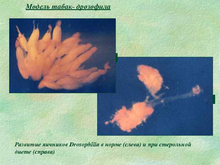 Модель табак- дрозофила Развитие яичников Drosophilla в норме (слева) и при стерольной диете (справа)