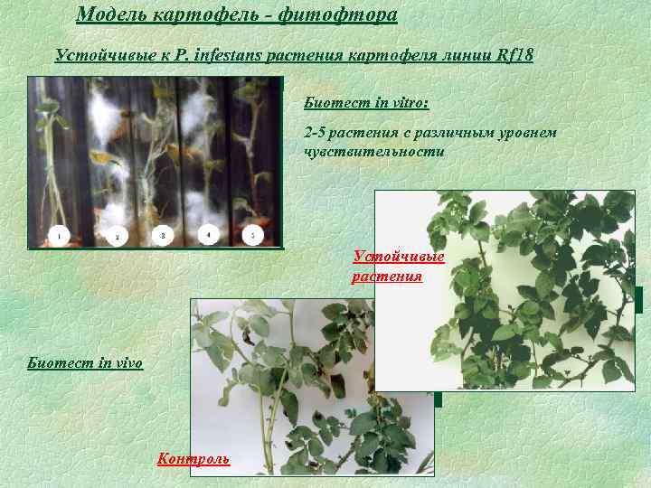 Модель картофель - фитофтора Устойчивые к P. infestans растения картофеля линии Rf 18 Биотест