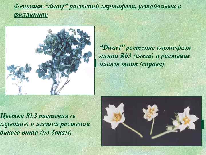 Фенотип “dwarf” растений картофеля, устойчивых к филлипину Цветки Rb 3 растения (в середине) и