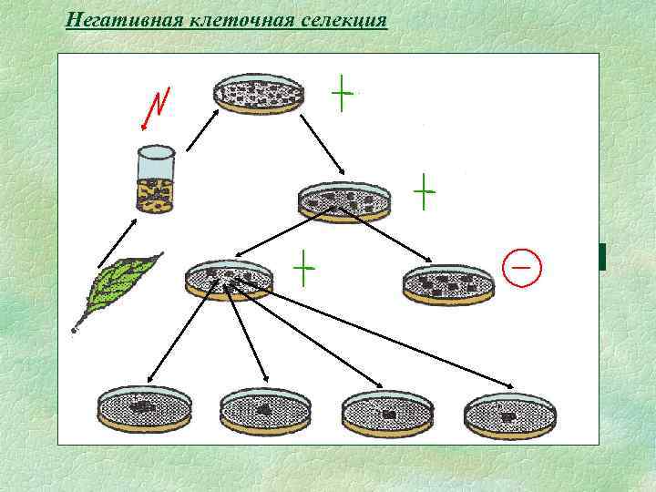 Негативная клеточная селекция 