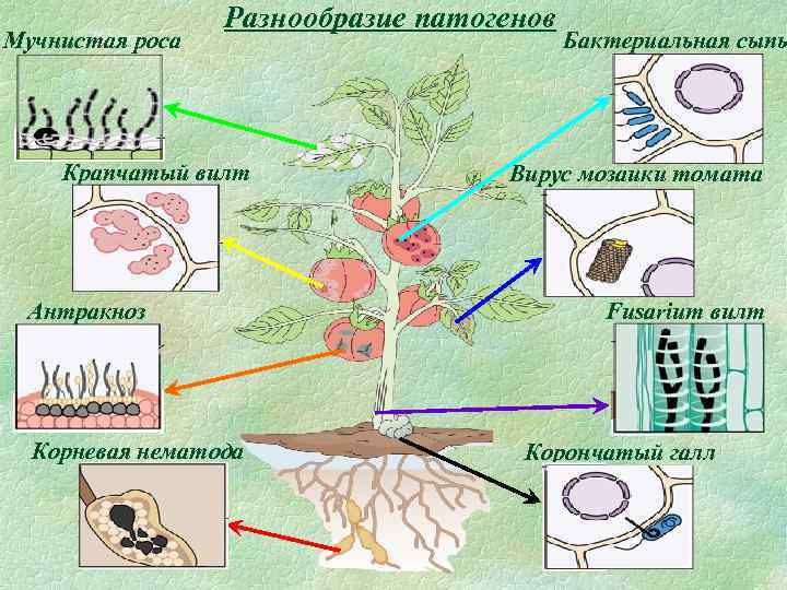 Мучнистая роса Разнообразие патогенов Крапчатый вилт Антракноз Корневая нематода Бактериальная сыпь Вирус мозаики томата