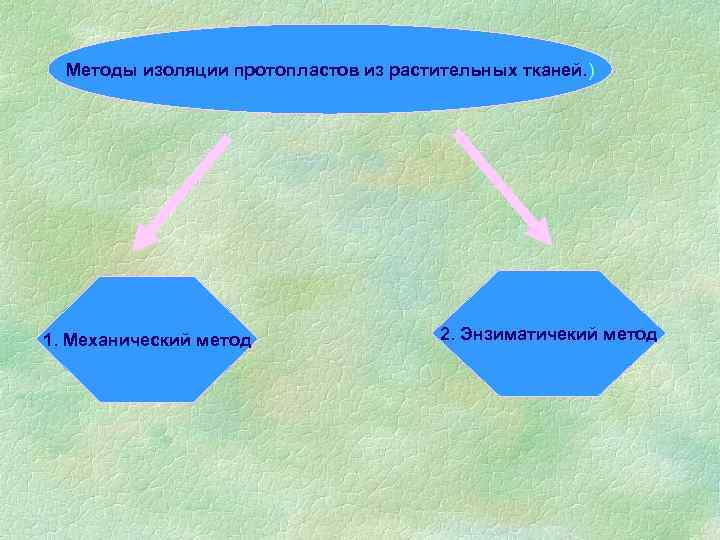 Методы изоляции протопластов из растительных тканей. ) 1. Механический метод 2. Энзиматичекий метод 