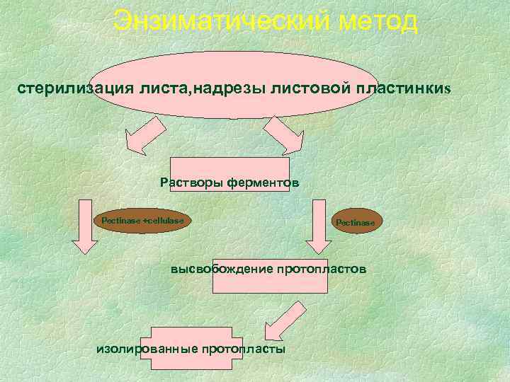 Энзиматический метод стерилизация листа, надрезы листовой пластинкиs Растворы ферментов Pectinase +cellulase Pectinase высвобождение протопластов