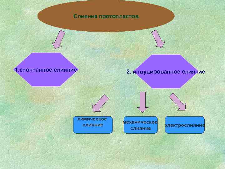 Слияние протопластов 1. спонтанное слияние 2. индуцированное слияние химическое слияние механическое слияние электрослияние 