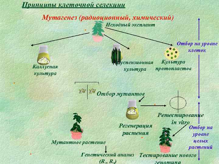 Принципы клеточной селекции Мутагенез (радиоционный, химический) Исходный эксплант. Отбор на уровне клеток Культура Суспензионная
