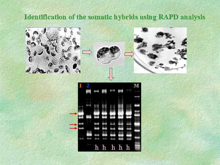Identification of the somatic hybrids using RAPD analysis 1 2 M h h h
