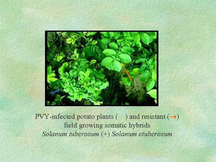 PVY-infected potato plants ( ) and resistant ( ) field growing somatic hybrids Solanum