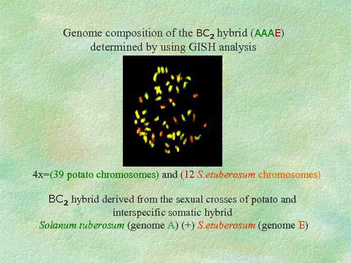 Genome composition of the BC 2 hybrid (AAAE) AAA determined by using GISH analysis