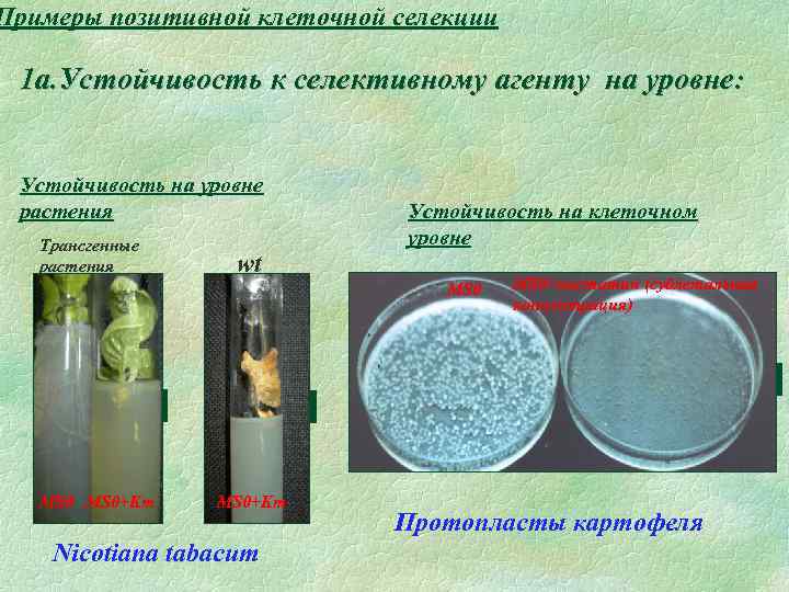 Примеры позитивной клеточной селекции 1 а. Устойчивость к селективному агенту на уровне: Устойчивость на