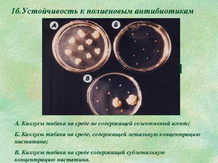 1 б. Устойчивость к полиеновым антибиотикам A. Каллусы табака на среде не содержащей селективный