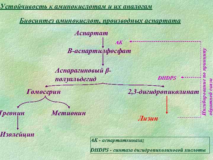 Устойчивость к аминокислотам и их аналогам Биосинтез аминокислот, производных аспартата Аспартат Β-аспартилфосфат Аспарагиновый βполуальдегид