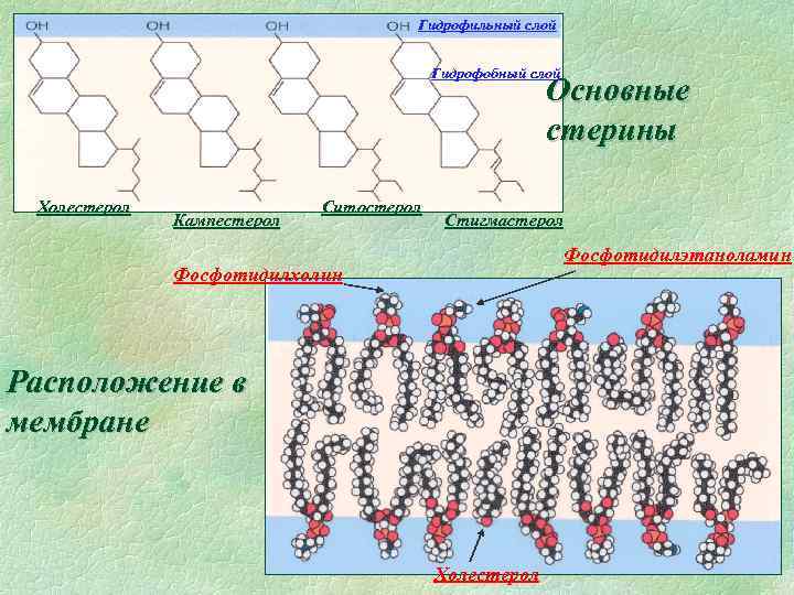Гидрофильный слой Гидрофобный слой Основные стерины Холестерол Кампестерол Ситостерол Стигмастерол Фосфотидилэтаноламин Фосфотидилхолин Расположение в