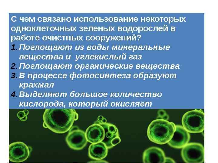 В каких биотехнологиях используют одноклеточные водоросли. Одноклеточные водоросли. Использование зеленых водорослей. Одноклеточные зеленые водоросли. Использование одноклеточных водорослей для очистки воды.