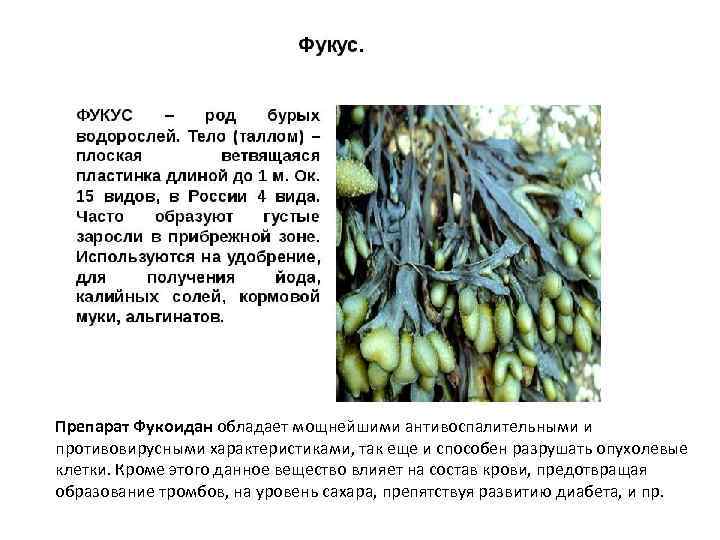 Препарат Фукоидан обладает мощнейшими антивоспалительными и противовирусными характеристиками, так еще и способен разрушать опухолевые