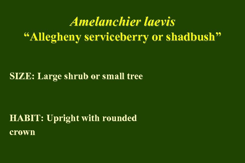 Amelanchier laevis “Allegheny serviceberry or shadbush” SIZE: Large shrub or small tree HABIT: Upright