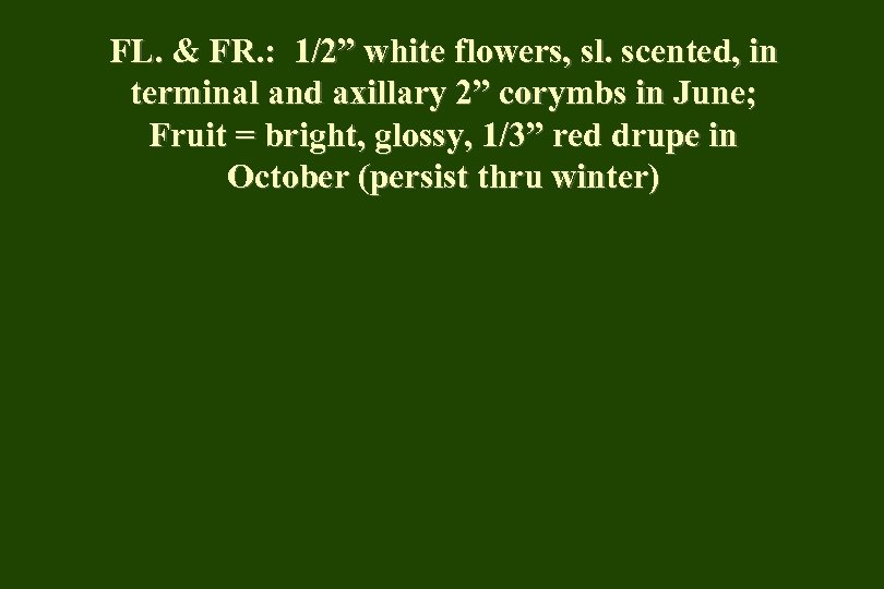 FL. & FR. : 1/2” white flowers, sl. scented, in terminal and axillary 2”