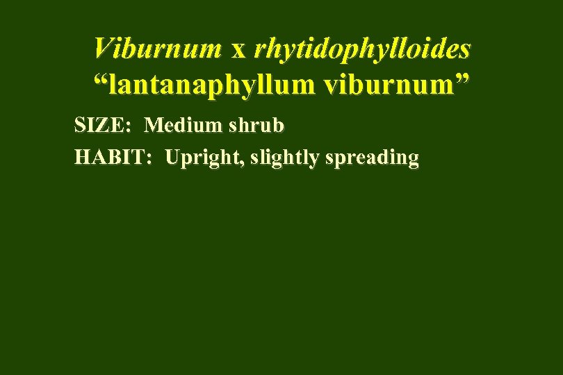 Viburnum x rhytidophylloides “lantanaphyllum viburnum” SIZE: Medium shrub HABIT: Upright, slightly spreading 
