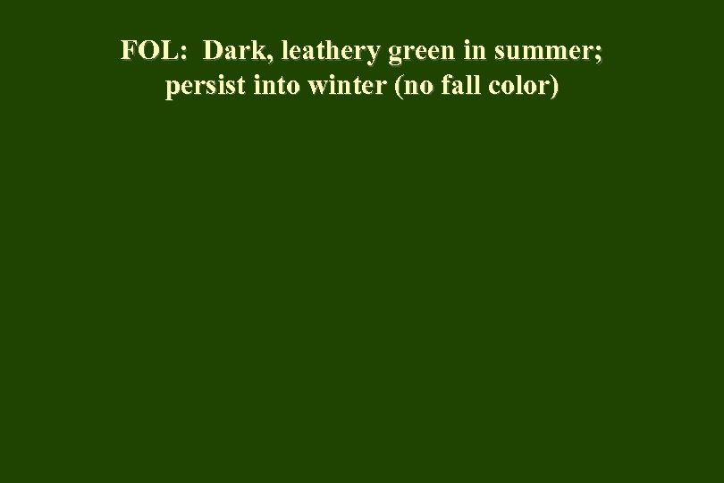 FOL: Dark, leathery green in summer; persist into winter (no fall color) 