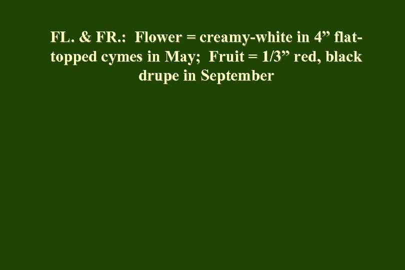 FL. & FR. : Flower = creamy-white in 4” flattopped cymes in May; Fruit