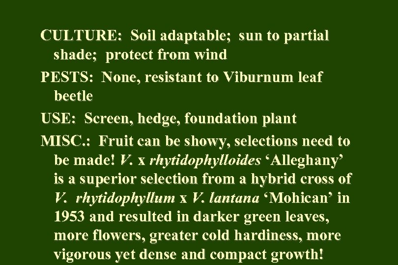 CULTURE: Soil adaptable; sun to partial shade; protect from wind PESTS: None, resistant to