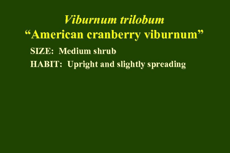 Viburnum trilobum “American cranberry viburnum” SIZE: Medium shrub HABIT: Upright and slightly spreading 