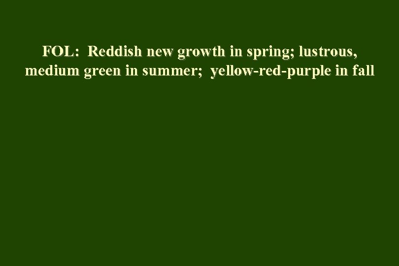 FOL: Reddish new growth in spring; lustrous, medium green in summer; yellow-red-purple in fall