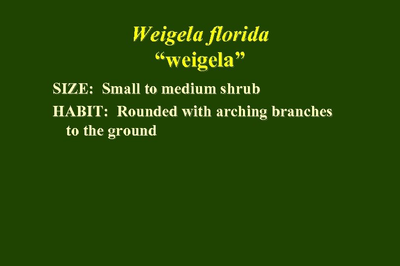 Weigela florida “weigela” SIZE: Small to medium shrub HABIT: Rounded with arching branches to