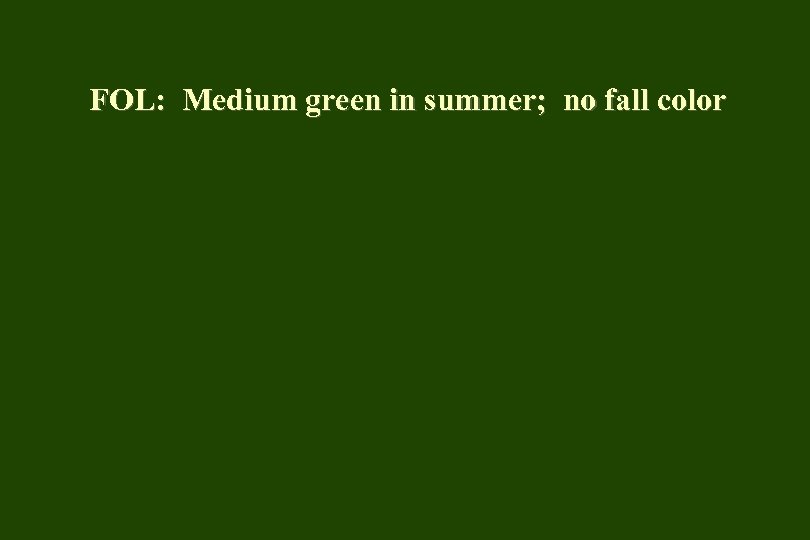 FOL: Medium green in summer; no fall color 
