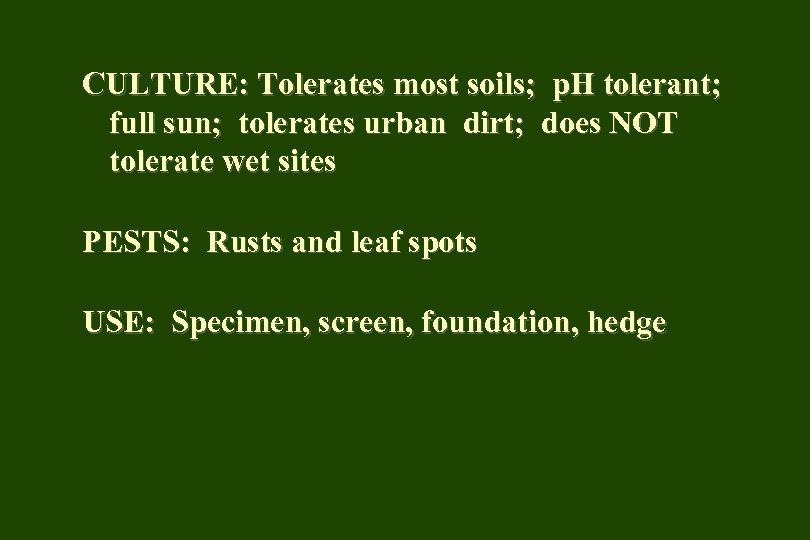 CULTURE: Tolerates most soils; p. H tolerant; full sun; tolerates urban dirt; does NOT