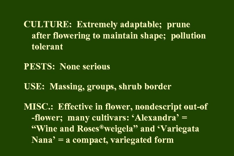 CULTURE: Extremely adaptable; prune after flowering to maintain shape; pollution tolerant PESTS: None serious