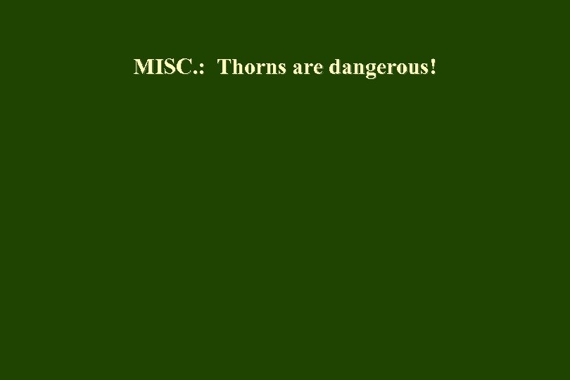MISC. : Thorns are dangerous! 