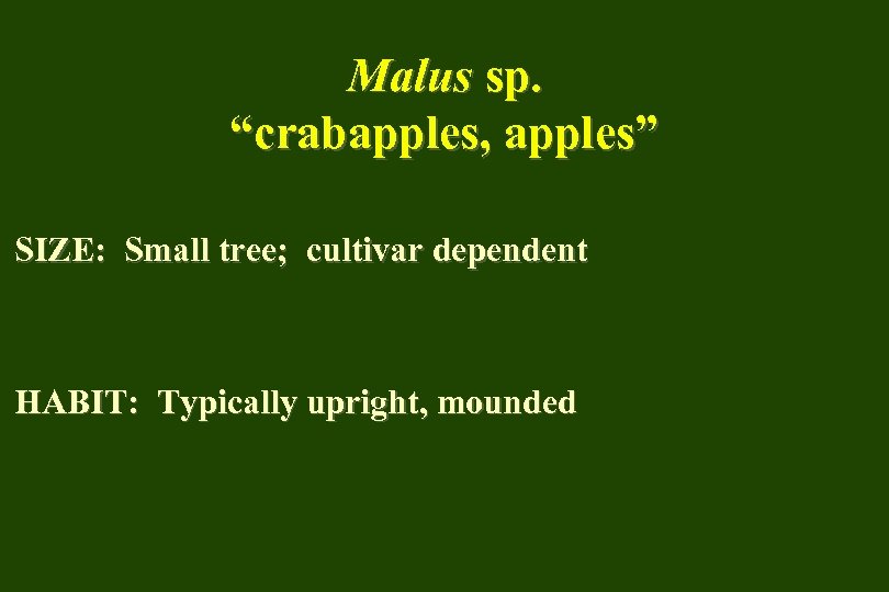 Malus sp. “crabapples, apples” SIZE: Small tree; cultivar dependent HABIT: Typically upright, mounded 