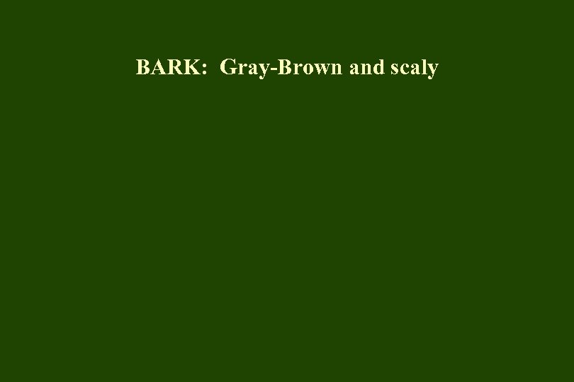 BARK: Gray-Brown and scaly 