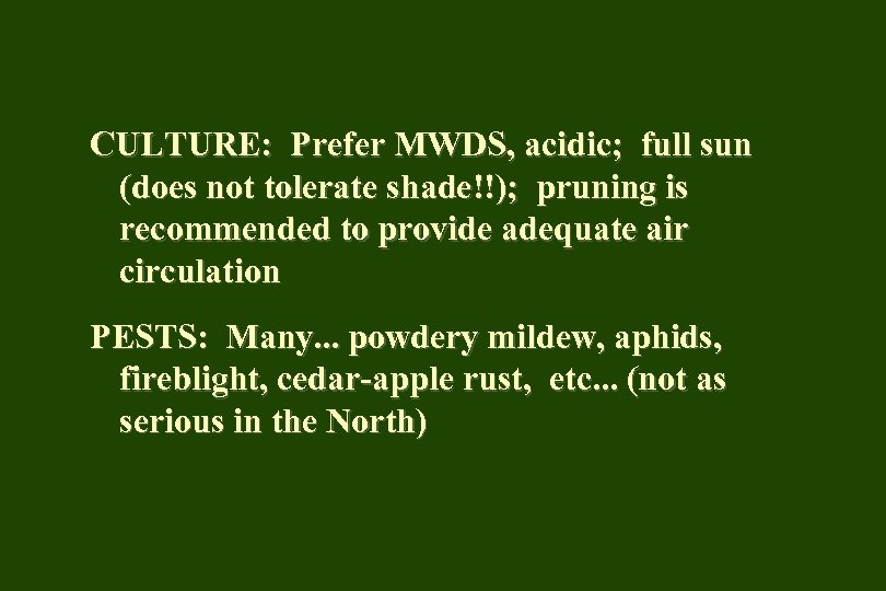 CULTURE: Prefer MWDS, acidic; full sun (does not tolerate shade!!); pruning is recommended to