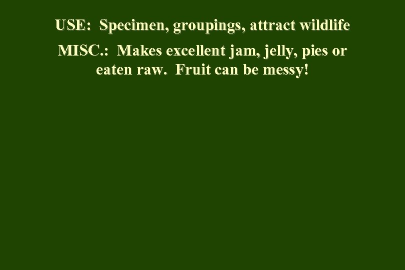 USE: Specimen, groupings, attract wildlife MISC. : Makes excellent jam, jelly, pies or eaten