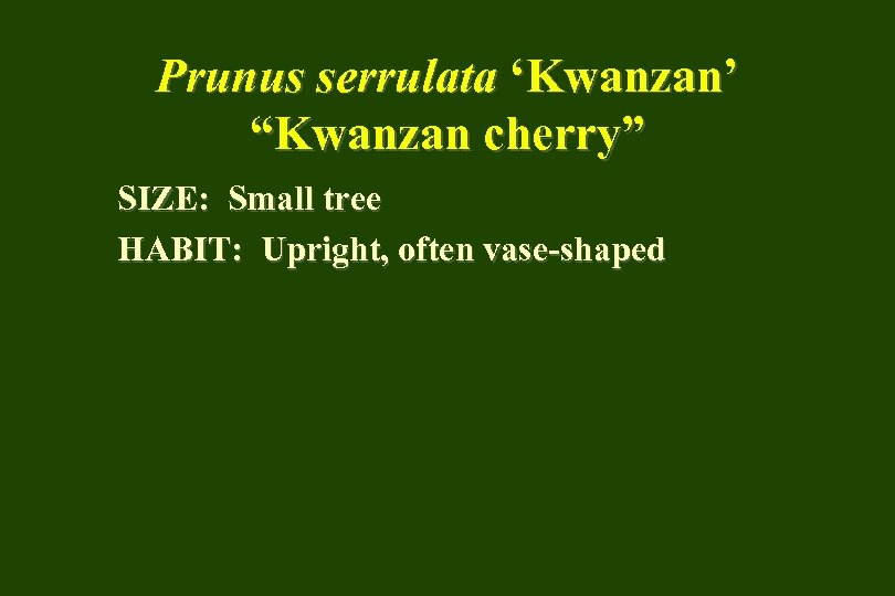 Prunus serrulata ‘Kwanzan’ “Kwanzan cherry” SIZE: Small tree HABIT: Upright, often vase-shaped 