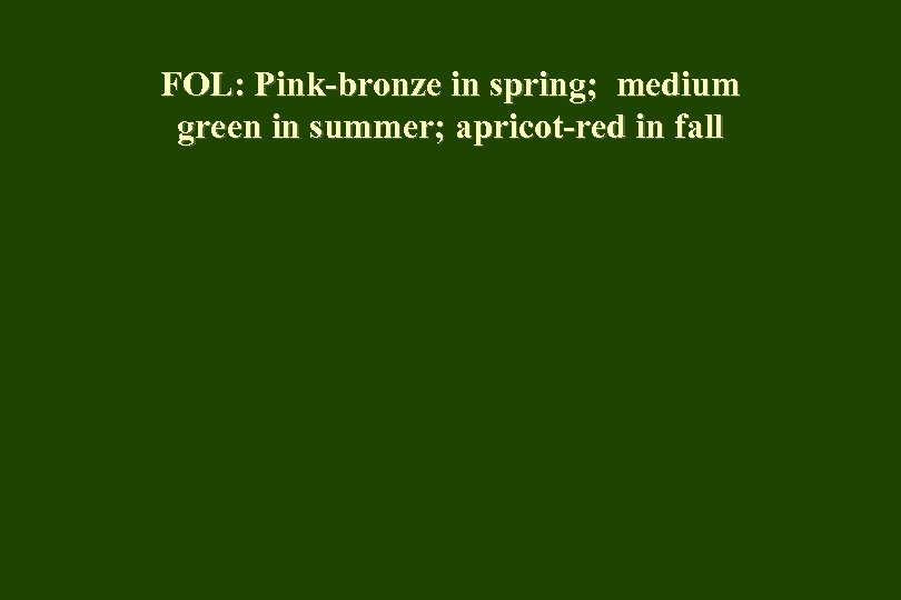 FOL: Pink-bronze in spring; medium green in summer; apricot-red in fall 