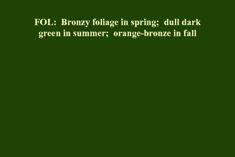 FOL: Bronzy foliage in spring; dull dark green in summer; orange-bronze in fall 