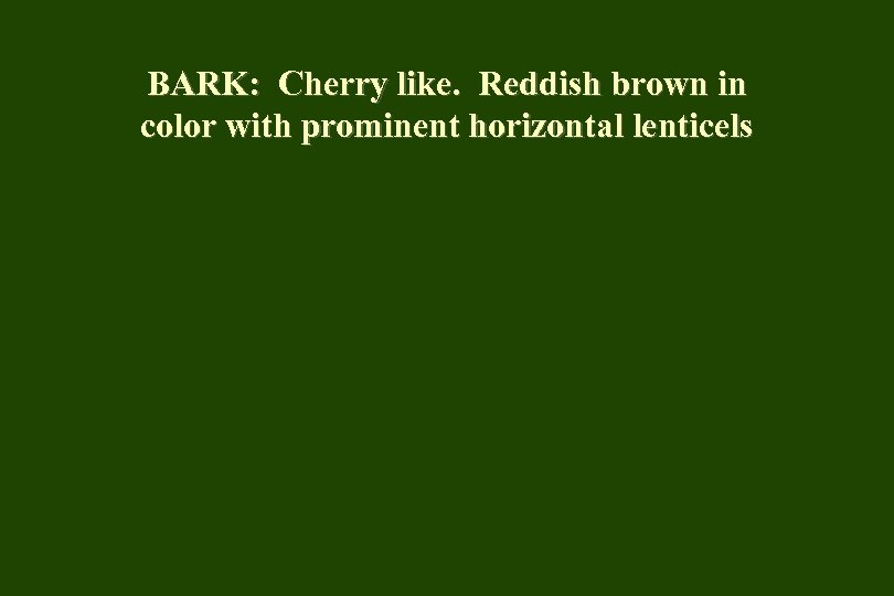 BARK: Cherry like. Reddish brown in color with prominent horizontal lenticels 