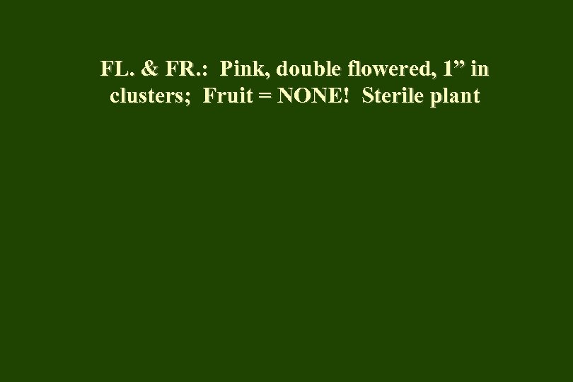 FL. & FR. : Pink, double flowered, 1” in clusters; Fruit = NONE! Sterile