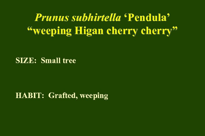 Prunus subhirtella ‘Pendula’ “weeping Higan cherry” SIZE: Small tree HABIT: Grafted, weeping 