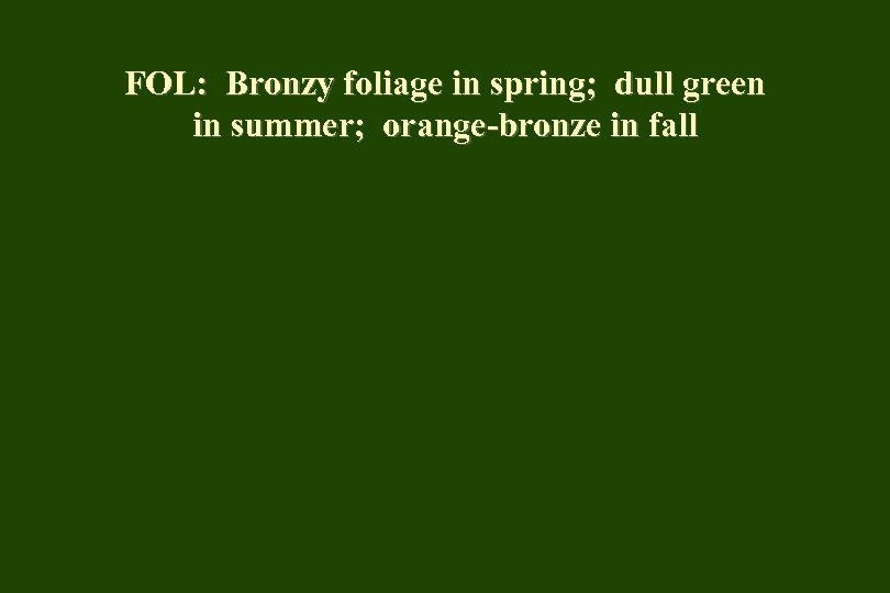 FOL: Bronzy foliage in spring; dull green in summer; orange-bronze in fall 