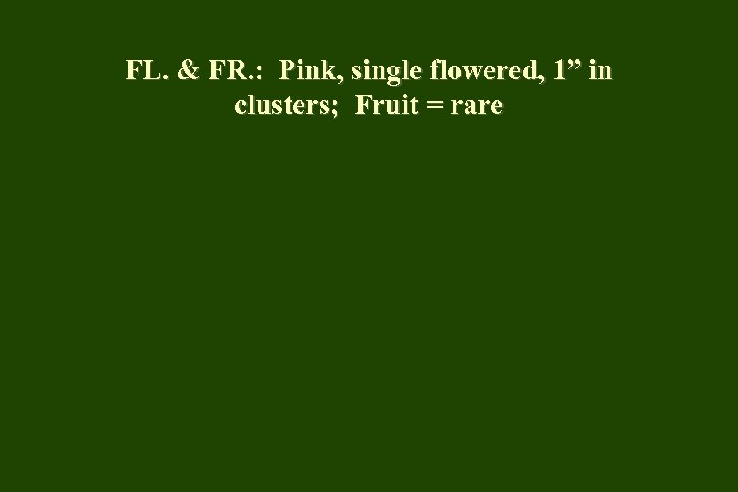 FL. & FR. : Pink, single flowered, 1” in clusters; Fruit = rare 