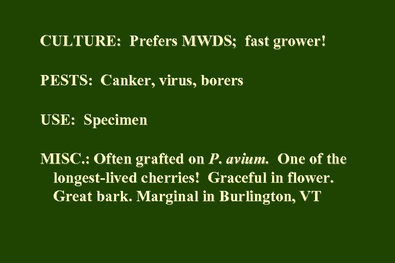 CULTURE: Prefers MWDS; fast grower! PESTS: Canker, virus, borers USE: Specimen MISC. : Often