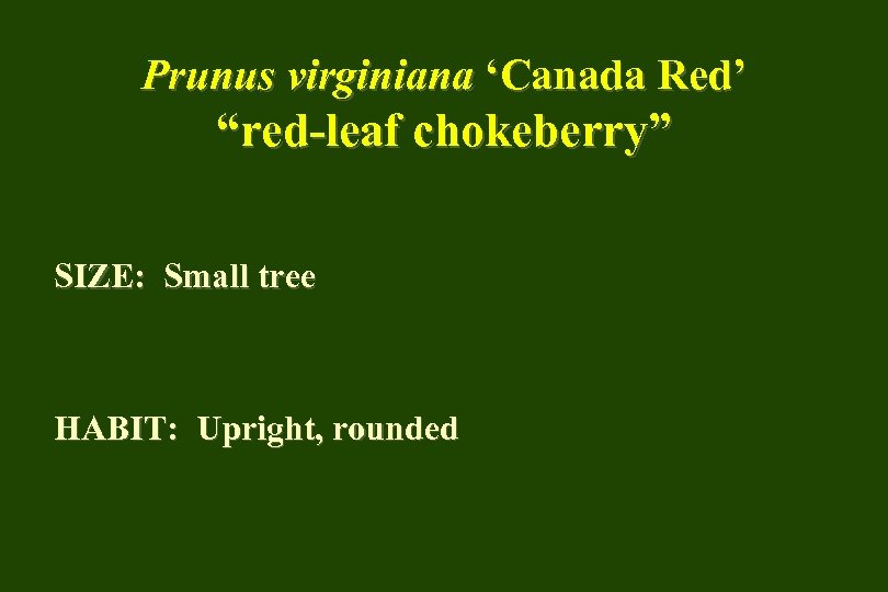 Prunus virginiana ‘Canada Red’ “red-leaf chokeberry” SIZE: Small tree HABIT: Upright, rounded 