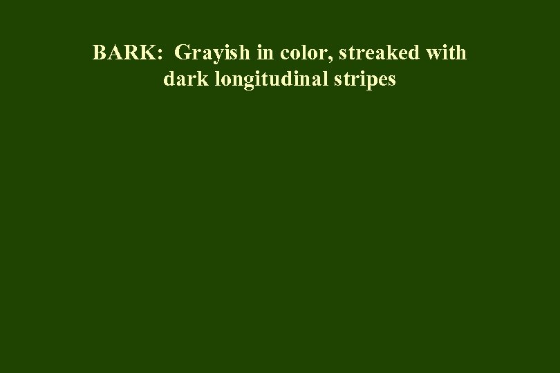 BARK: Grayish in color, streaked with dark longitudinal stripes 